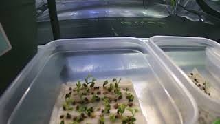 Seed Germination Testing  Timelapse of Caragana Caragana arborescens  TreeTimeca [upl. by Anul775]