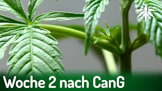 Woche 2 nach CanG  DHVNews  417 [upl. by Norword123]