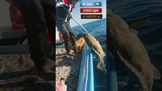 big fish catching in sea shorts fishing fishl fish deepseafish fishng fishinglife bigfish [upl. by Anema]