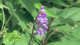 タツナミソウScutellaria indica 09240515森林公園 [upl. by Lindi743]