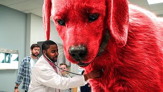 10ft Tall Dog at Regular Vet Exam [upl. by Ayo]