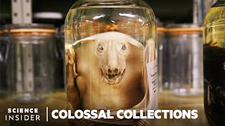 Why 11 Million Embalmed Specimens Are Stored In The Field Museums Basement  Colossal Collections [upl. by Stace15]