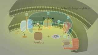 วิชาชีววิทยา  Oxidative Phosphorylation [upl. by Kask144]