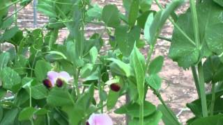 GRU Information Resource 9 Bees visiting Pea Flowers [upl. by Iaw]