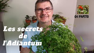 Les Secrets de lAdiantum [upl. by Lucais]