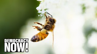 “The Pollinators” New Film Shows How Decline of Bee Colonies Could Mean Collapse of Food Chain [upl. by Matthews267]