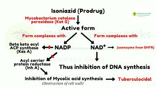 Isoniazid and its Mechanism of Action [upl. by Atirrehs591]