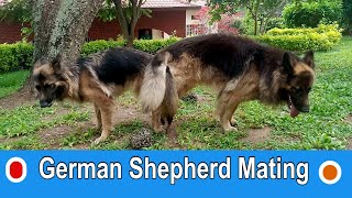 German Shepherd Dog mating 😍2022 Немецкая овчарка Райд и Гера [upl. by Benjie]