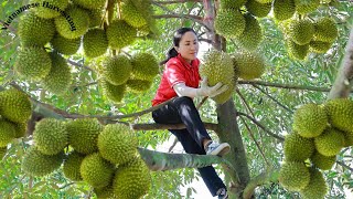 Harvest durian and goes to the market sell  Vietnamese Harvesting [upl. by Dyrrej380]