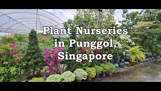 Nurseries in Punggol Singapore [upl. by Otir]