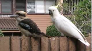 Cockatoo teasing Kookaburra [upl. by Cilka]