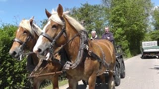 Zeeland Oostkapelle Urlaub Holland See Meer Wald Feld Vakantie [upl. by Nylareg]