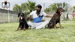 UP  Doberman मतलब European Doberman 😱😱😱😱 [upl. by Wallinga]