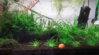 ADA 60P  Eriocaulon Planted Tank  2016 January  Erio Japan Shiga 4K [upl. by Syverson873]