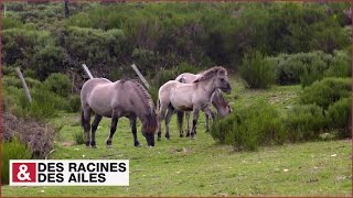 Lancêtre vivant de tous les chevaux tarpan [upl. by Nauh]