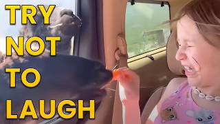 Funniest Animals of the Year Try Not To Laugh Challenge 🙈😹 [upl. by Novit146]