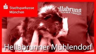 Tierpark Hellabrunn Ein neues Zuhause für bedrohte Haustierarten [upl. by Robinson454]