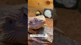 トカゲの鼻のキノコ抜いてみた🦎フトアゴヒゲトカゲ 脱皮 shorts [upl. by Leund364]