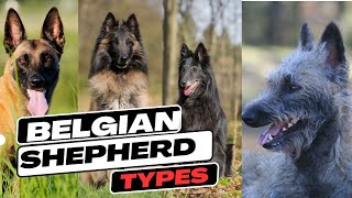 Belgian Shepherd Types [upl. by Novla]