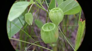 Physalis virginiana Virginia Ground Cherry [upl. by Jonme501]