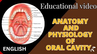 structure and functions of oral cavity  anatomy and physiology of oral cavity in Hindi [upl. by Brigit]