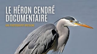 Au cœur de la nature  L’incroyable vie du Héron Cendré  HD [upl. by Aynosal]