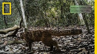 Elusive Marbled Cat Filmed  National Geographic [upl. by Noit]