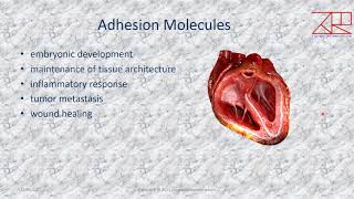 Immunology  Lecture 5  Adhesion Molecules [upl. by Reneta]