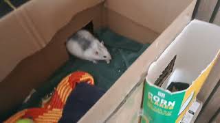 I extended the Rat Home with two new boxes [upl. by Damour320]