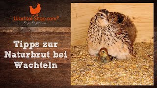 Tipps zur Naturbrut bei Wachteln  WachtelShopcom [upl. by Charteris]