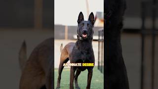 The most athletic dog on the planet belgianmalinois [upl. by Cate648]