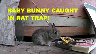 BABY BUNNY CAUGHT IN RAT TRAP [upl. by Rebm]