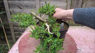 Shrubby Honeysuckle Lonicera Nitida Bonsai April 2019 [upl. by Nimesay]