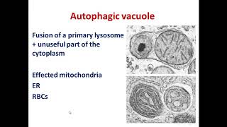 4 lysosomes [upl. by Edialeda]