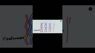 Crossing over in meiosis one Synapsis bivalent tetrad and chiasmata formation [upl. by Politi]