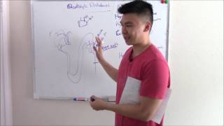 USMLE Renal 7 Electrolyte Disturbances Explained Sodium Potassium and more [upl. by Eben]