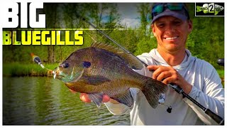 Bluegill Fishing Tips with Bobbers and Plastic Lures [upl. by Albur950]