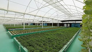 Le innovazioni agricole del Qatar Dalle soluzioni verticali alla produzione di miele [upl. by Inahpets]