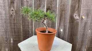 quotCarstens Wintergoldquot Dwarf Mugo Pine Update amp Grooming 4K  August 5 2023 [upl. by Anilorak]