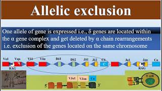 Allelic Exclusion of T Cell Receptor gene segments TCR Diversity [upl. by Loutitia317]