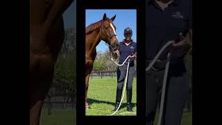 Help Your Horse to Relax horsetraining horse lindaparelli [upl. by Eradis893]