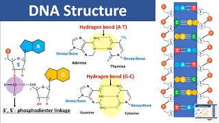 DNA Structure  Biochemistry [upl. by Ennove]