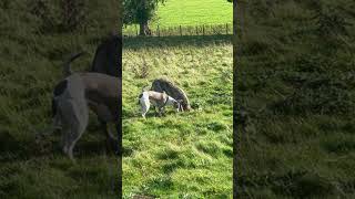 Bolting rabbit to lurchers The one that got away 🤷🏻‍♂️ lurcher dog rabbithunting ferreting [upl. by Pernell828]