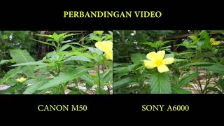 PERBANDINGAN TES VIDEO SONY A6000 VS CANON M50 [upl. by Zeke]