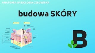 budowa SKÓRY naskórek skóra właściwa  ANATOMIA i FIZJOLOGIA  KOREPETYCJE z BIOLOGII  268 [upl. by Raynell]