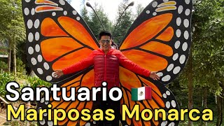 El viaje místico de las mariposas monarca  Ocampo Michoacán 🇲🇽 [upl. by Esinereb307]