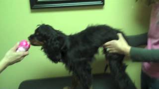 Animal Chiropractic and Episodic Falling Syndrome [upl. by Alessandra]