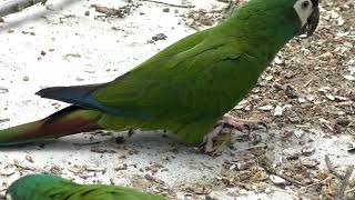 Blue winged macaw parrot zoomed ara maracana [upl. by Itsyrk]