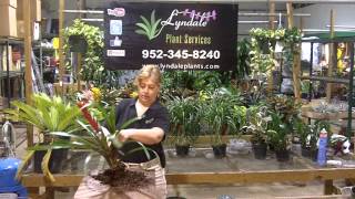 Lyndale Plant Services Bromeliad Propogation [upl. by Nenerb]