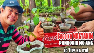 PAANO MAGTANIM NG BOUGAINVILLEA  Beginners Guide [upl. by Cecile]